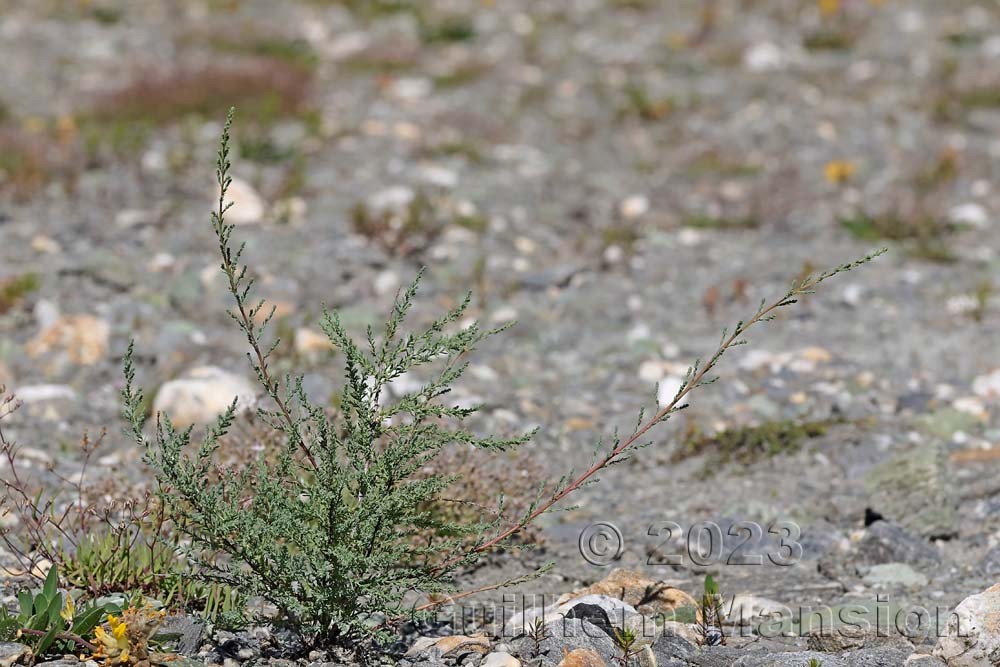 Myricaria germanica