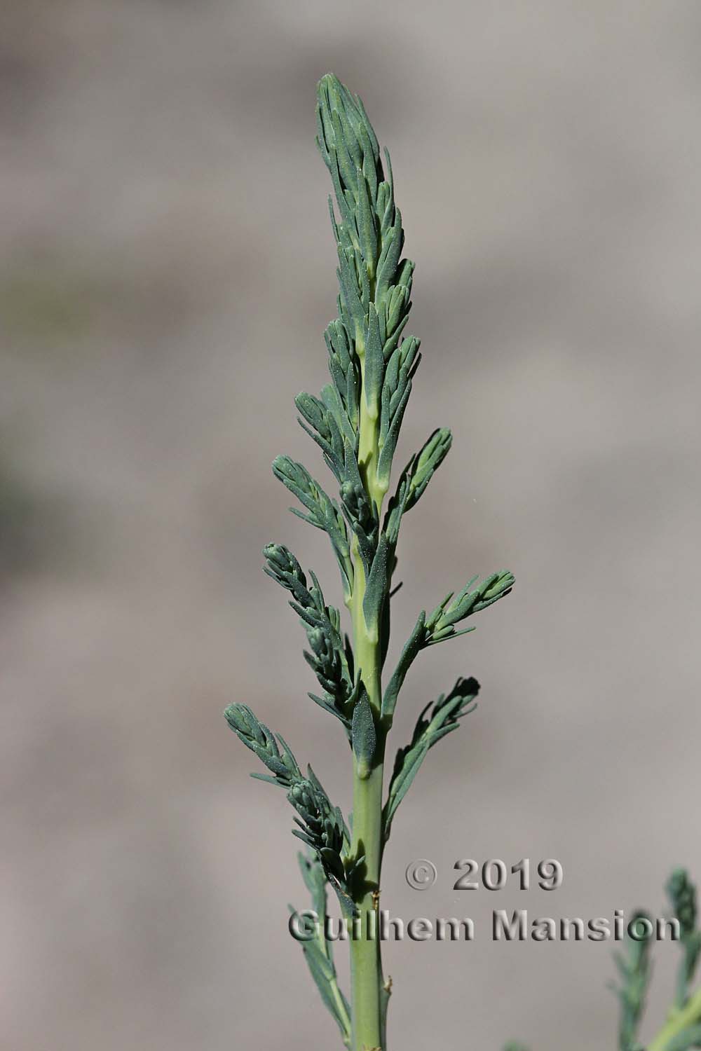 Myricaria germanica