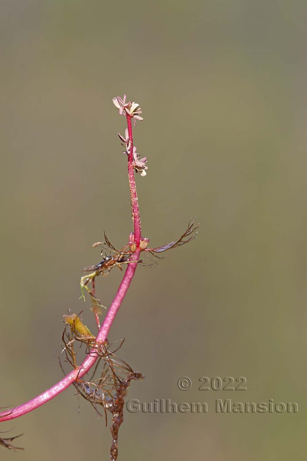 Myriophyllum alterniflorum