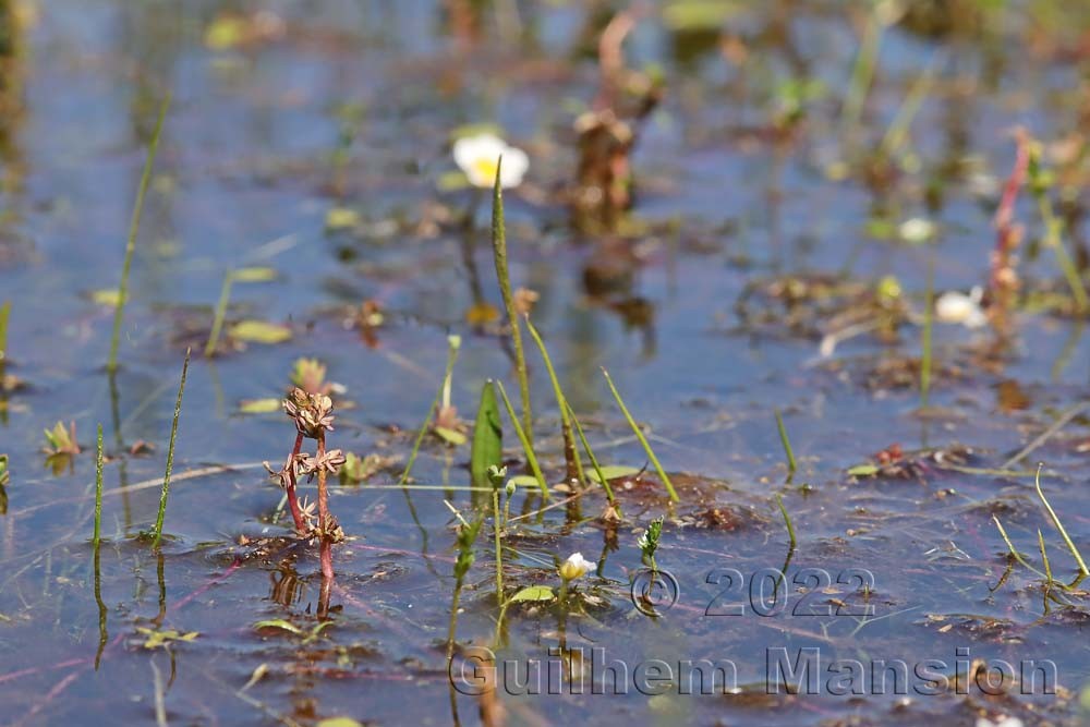 Myriophyllum alterniflorum