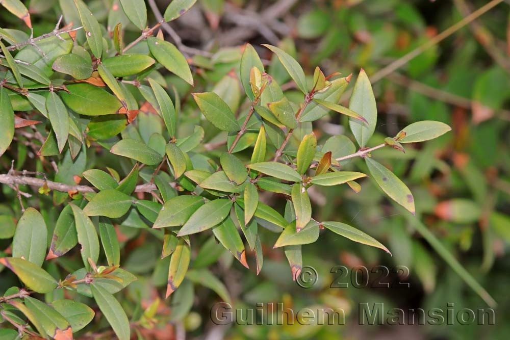 Myrtus communis