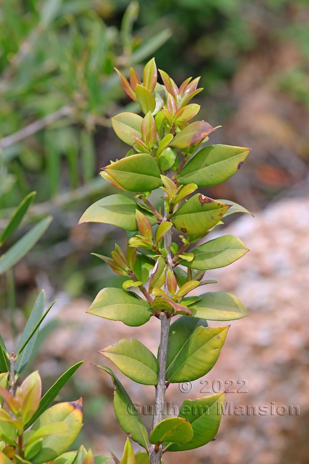 Myrtus communis