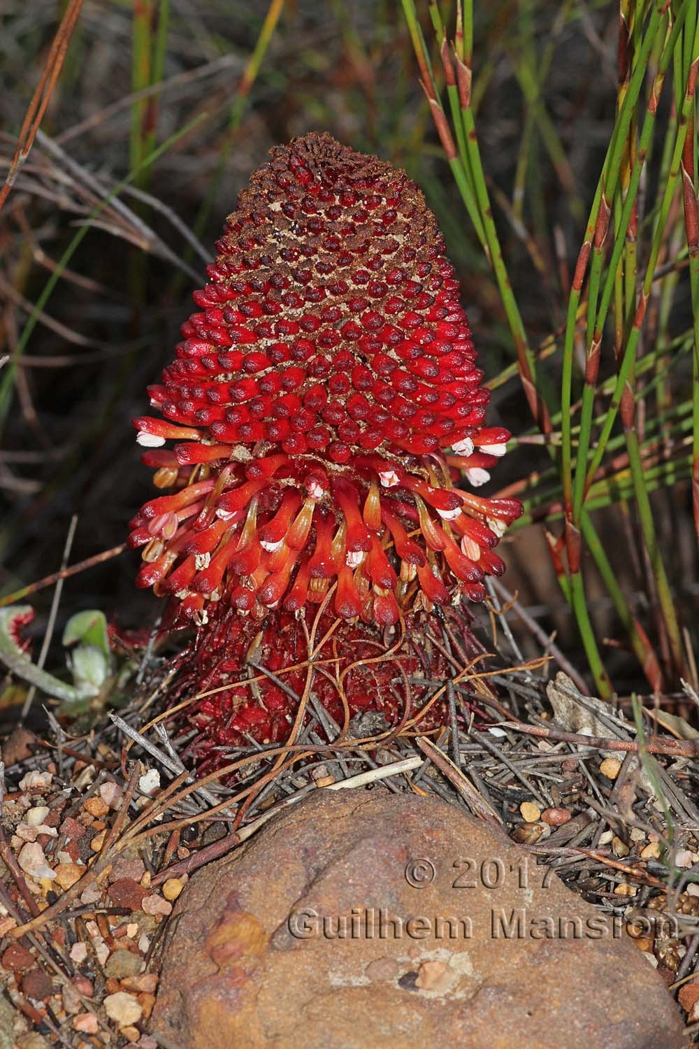 Famille - Balanophoraceae