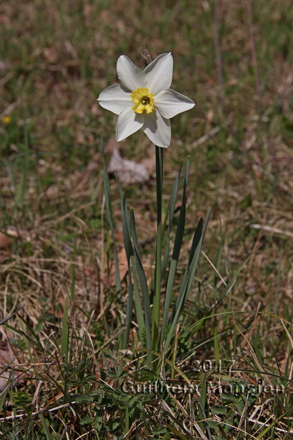 Narcissus poeticus