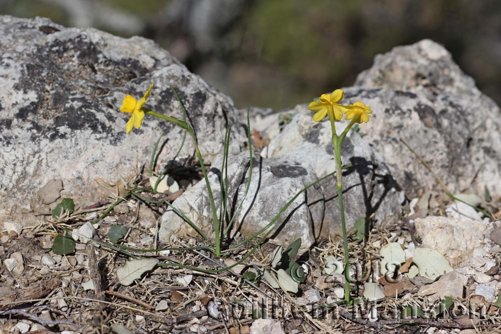 Narcissus gaditanus