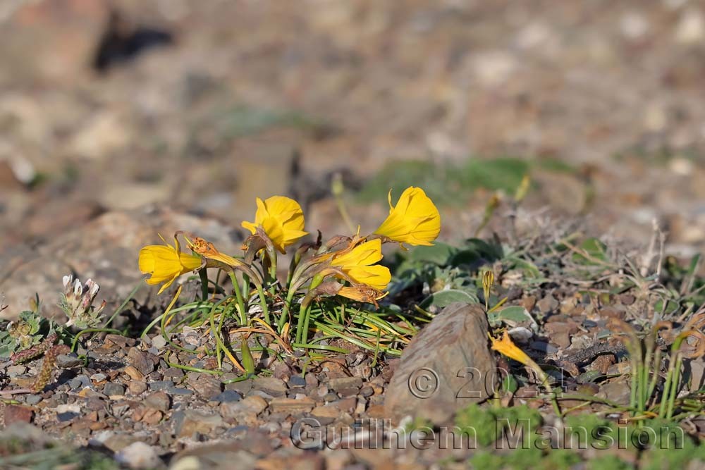 Narcissus obesus