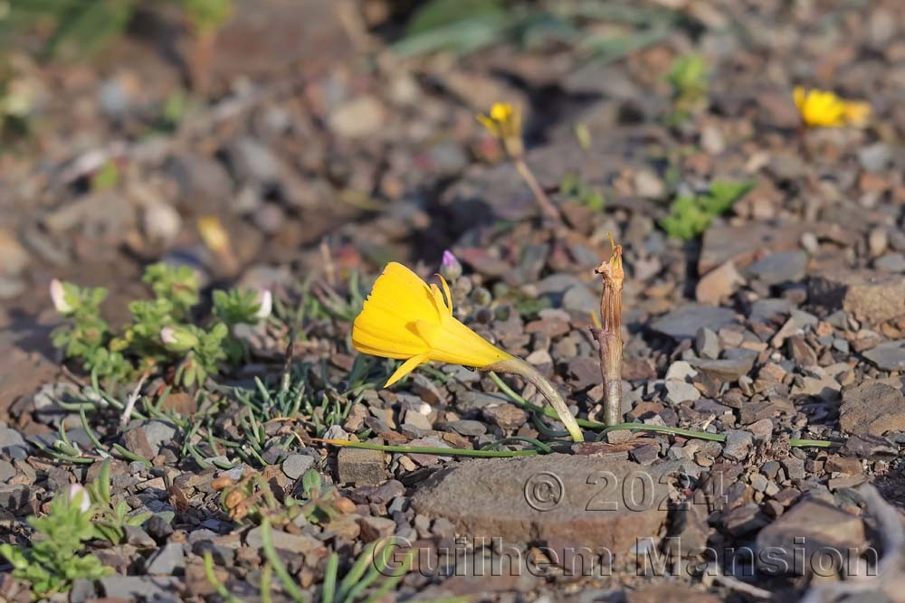 Narcissus obesus
