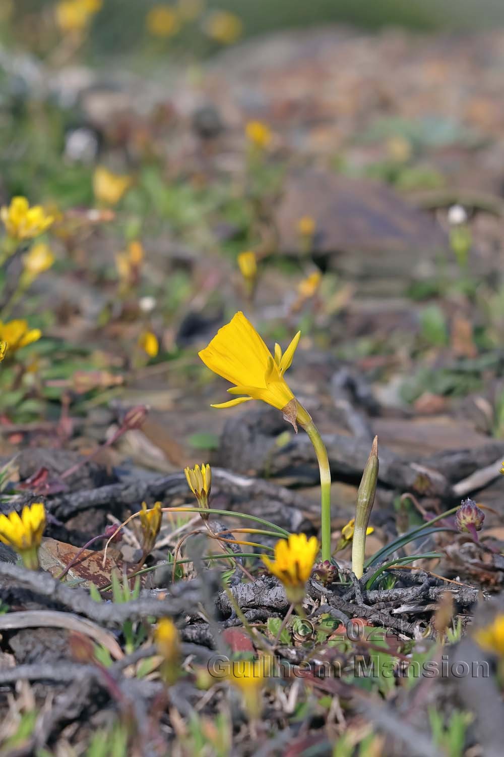 Narcissus obesus