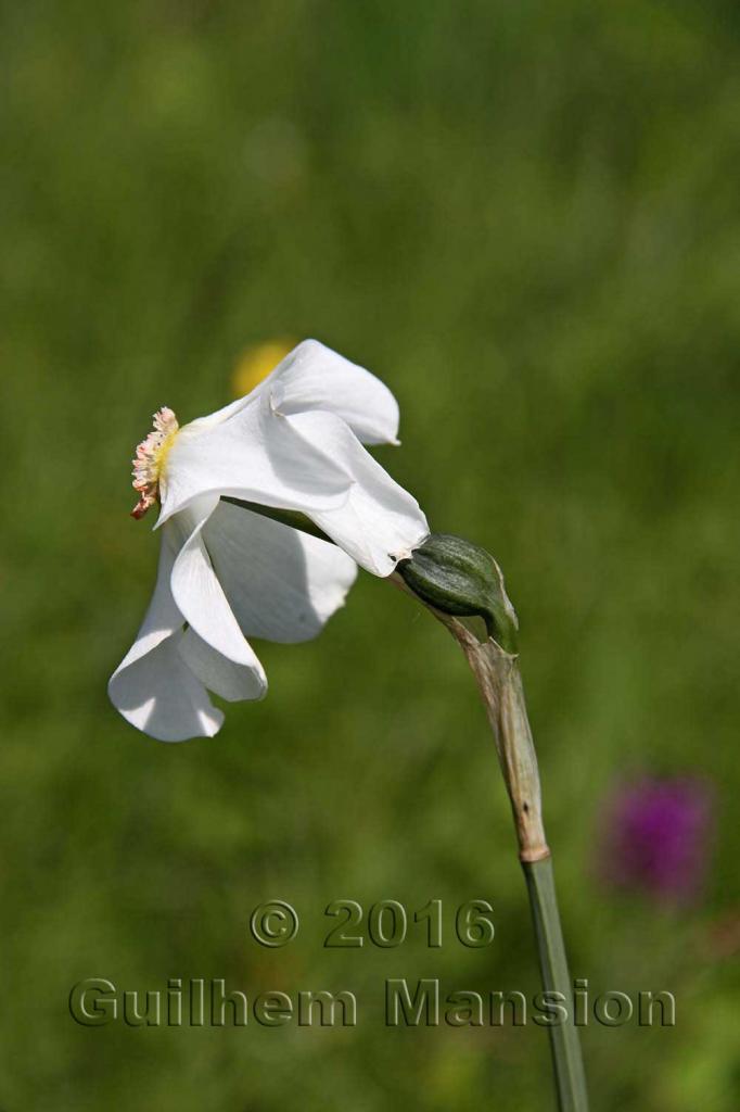 Narcissus poeticus