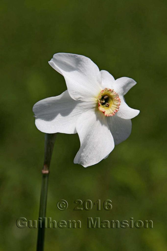 Narcissus poeticus