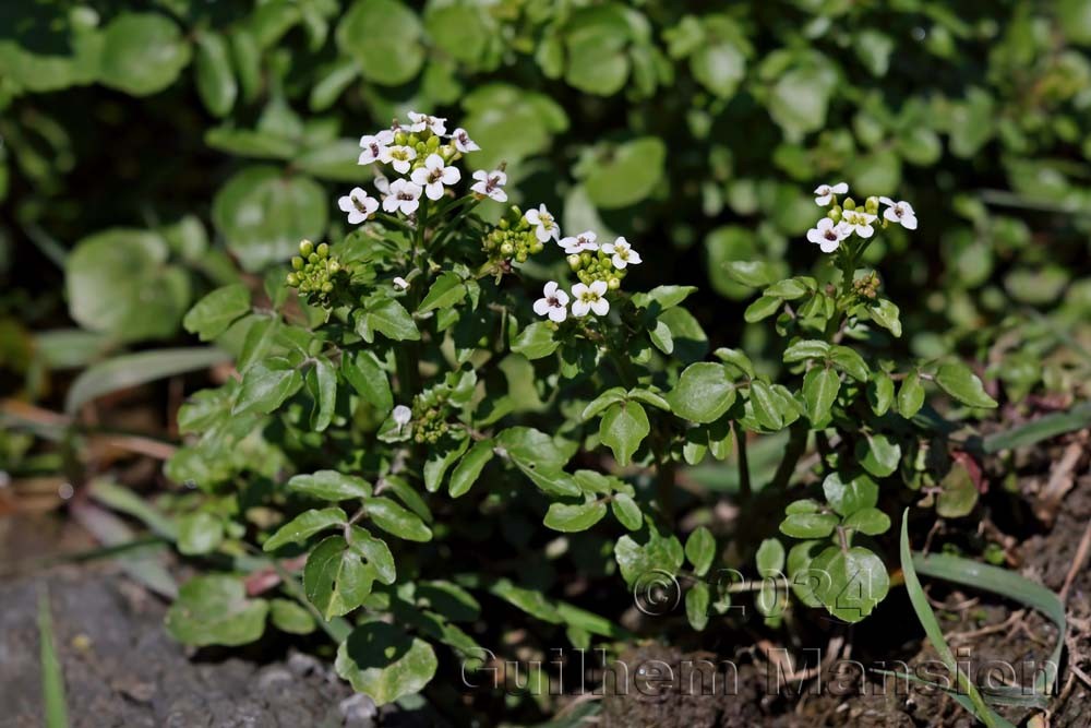 Nasturtium officinale
