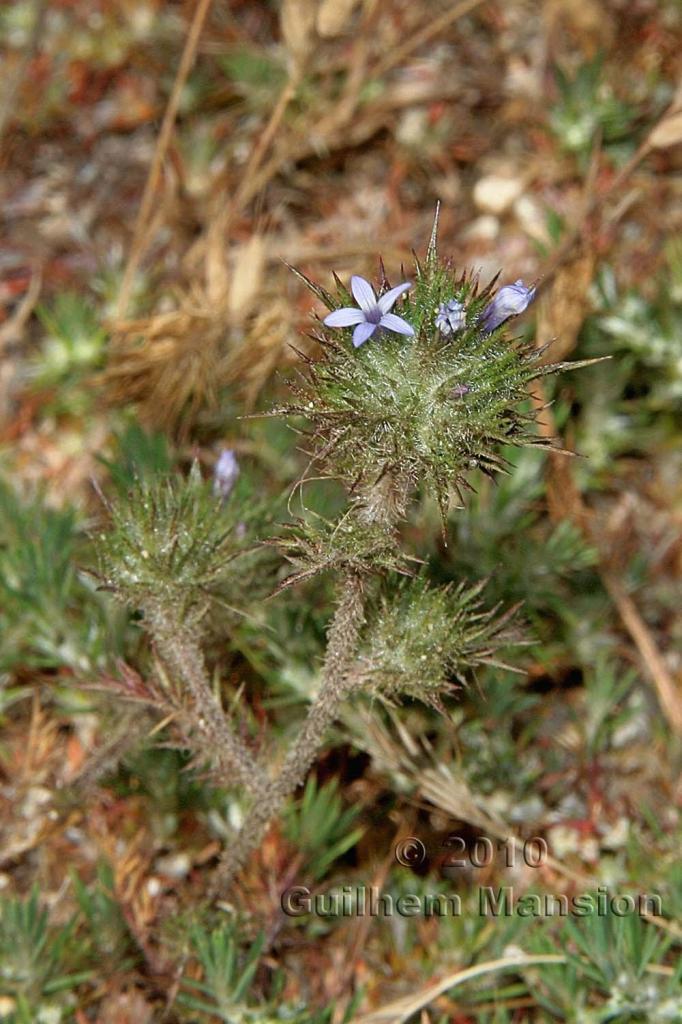 Navarretia intertexta