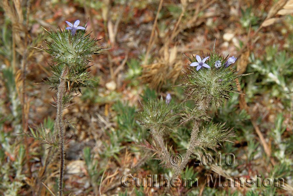 Navarretia intertexta