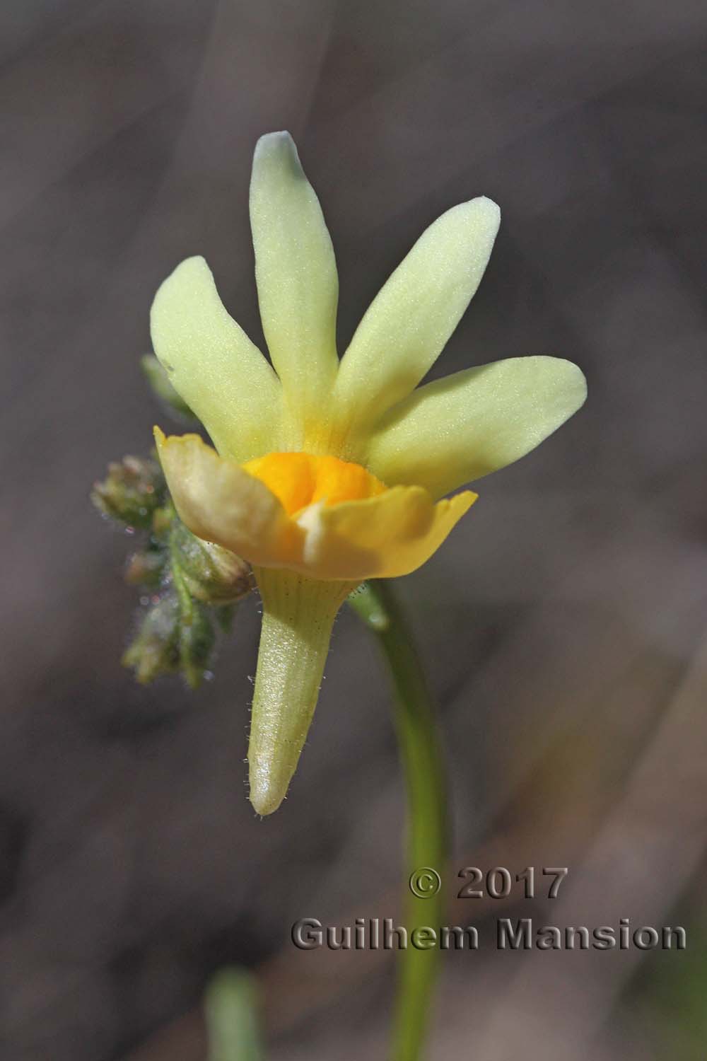 Nemesia sp.