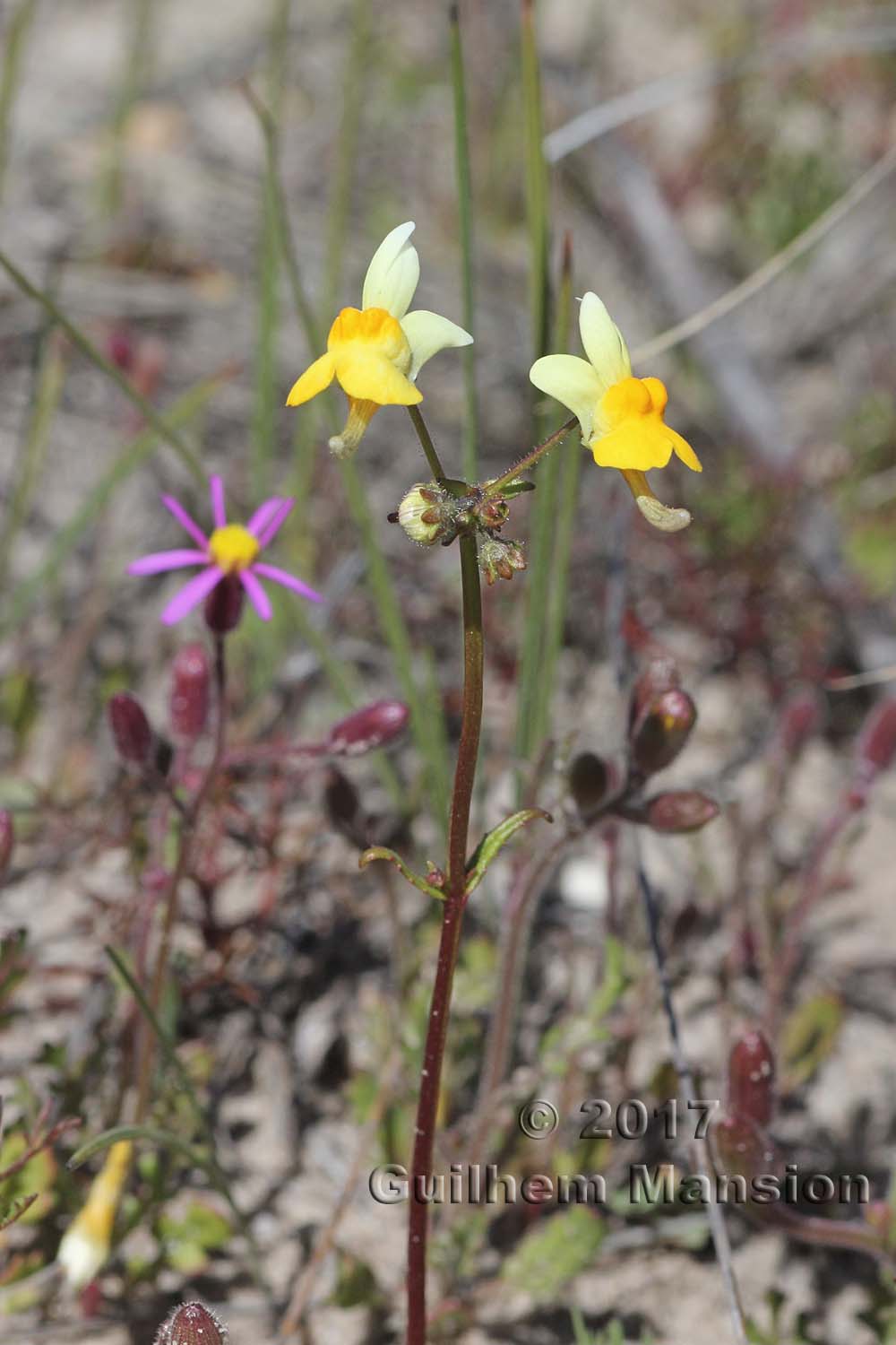 Nemesia sp.