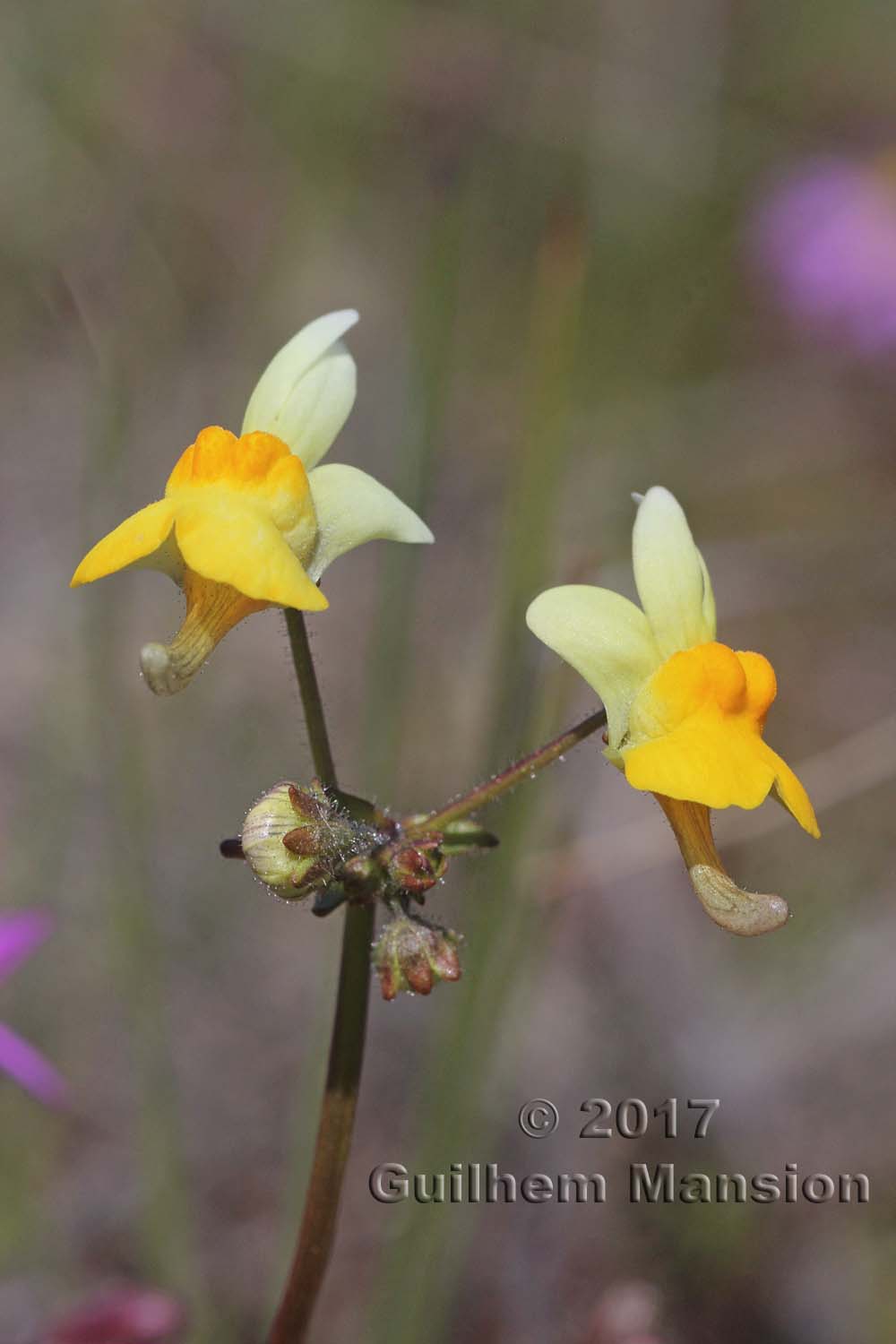 Nemesia sp.