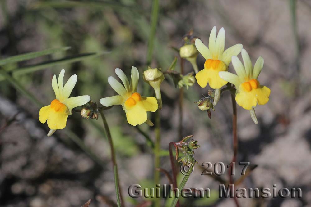 Nemesia sp.