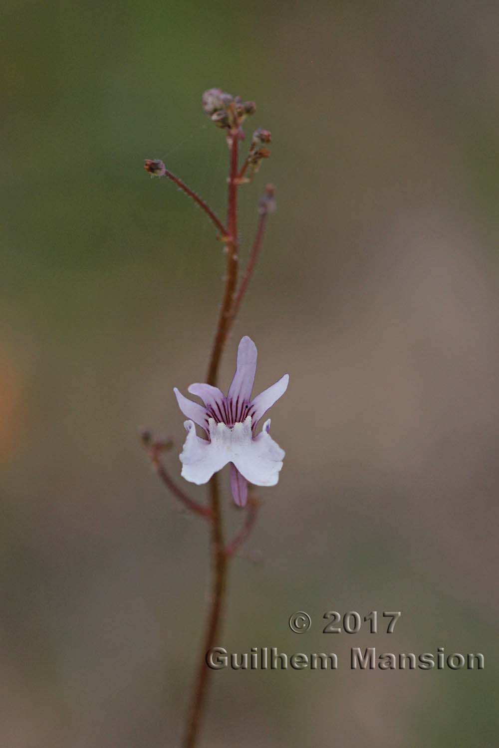 Nemesia bicornis