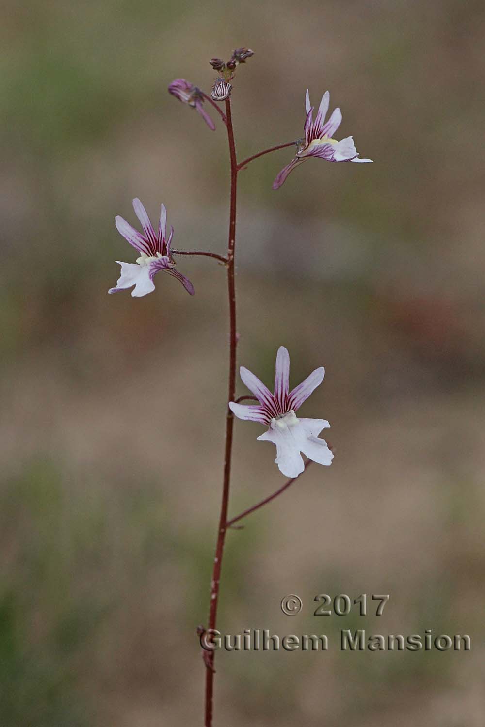 Nemesia bicornis