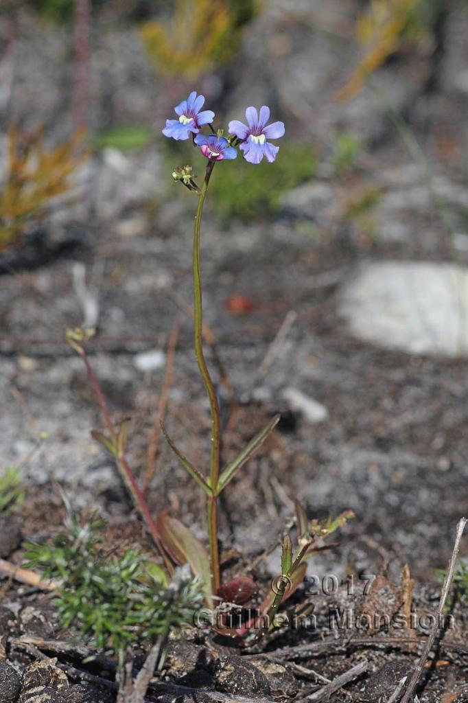 Nemesia affinis