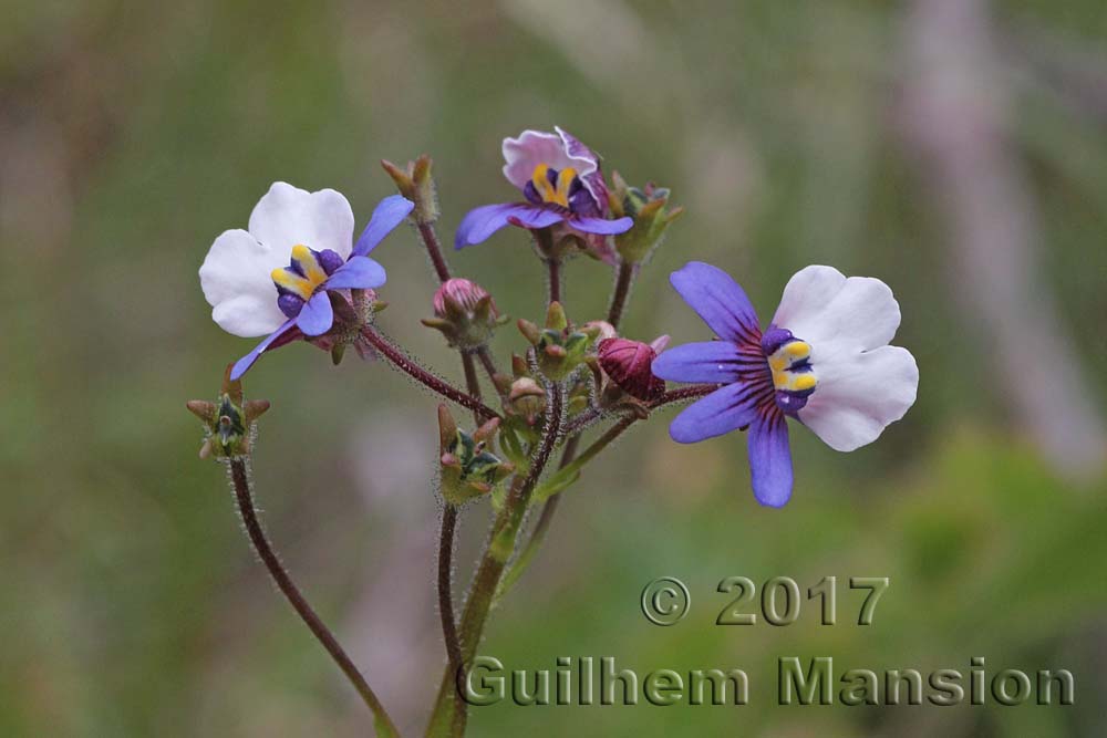 Nemesia affinis