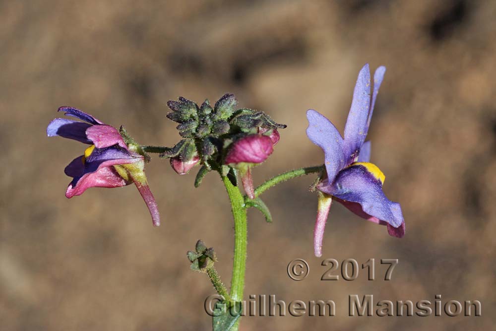 Nemesia affinis