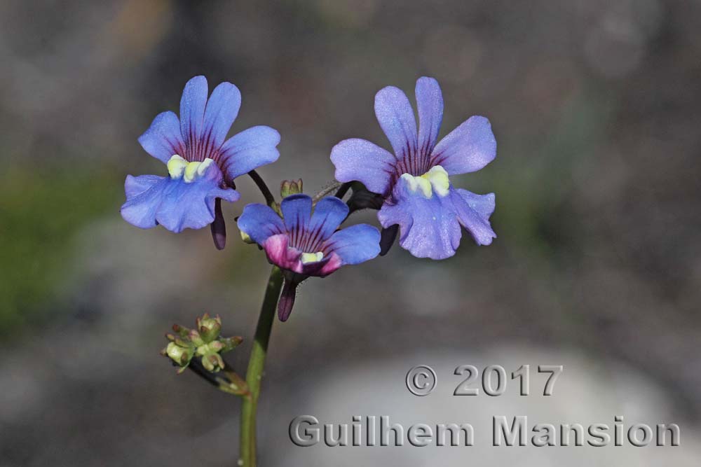 Nemesia affinis