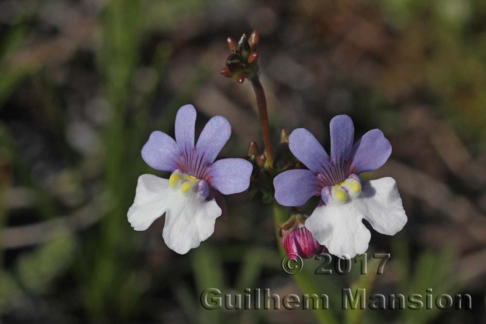 Nemesia affinis