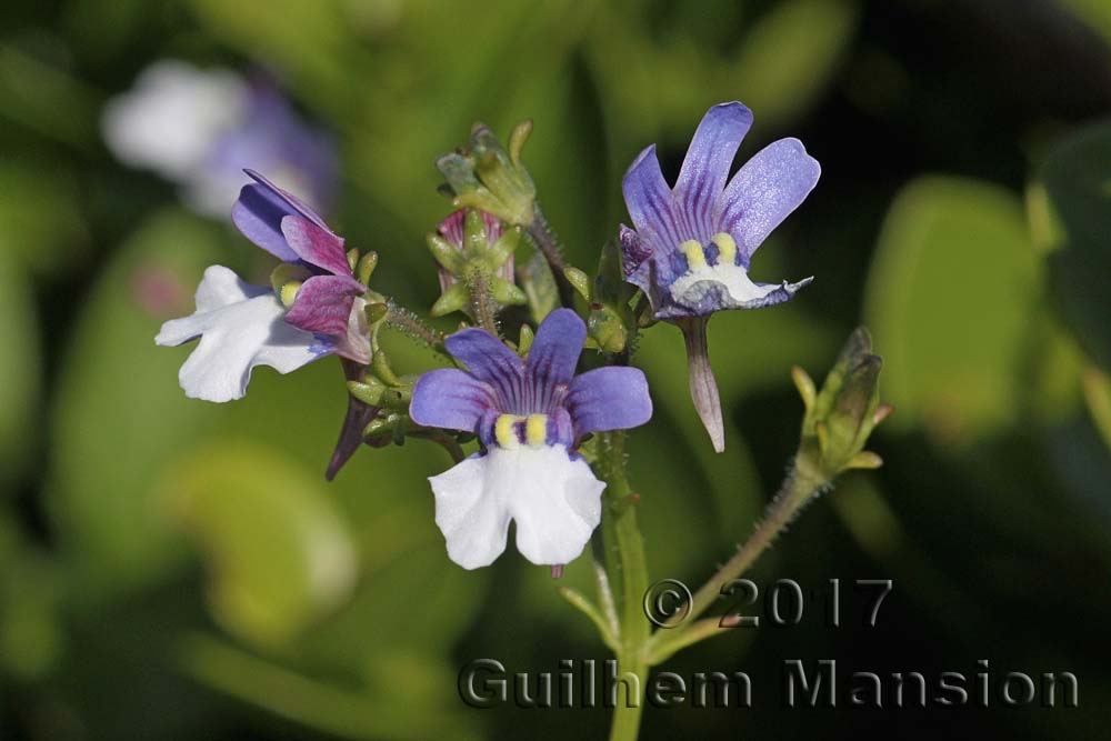 Nemesia affinis