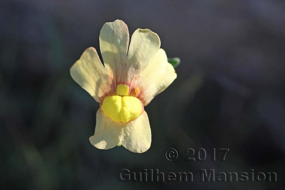 Nemesia anisocarpa