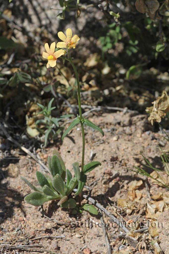 Nemesia anisocarpa