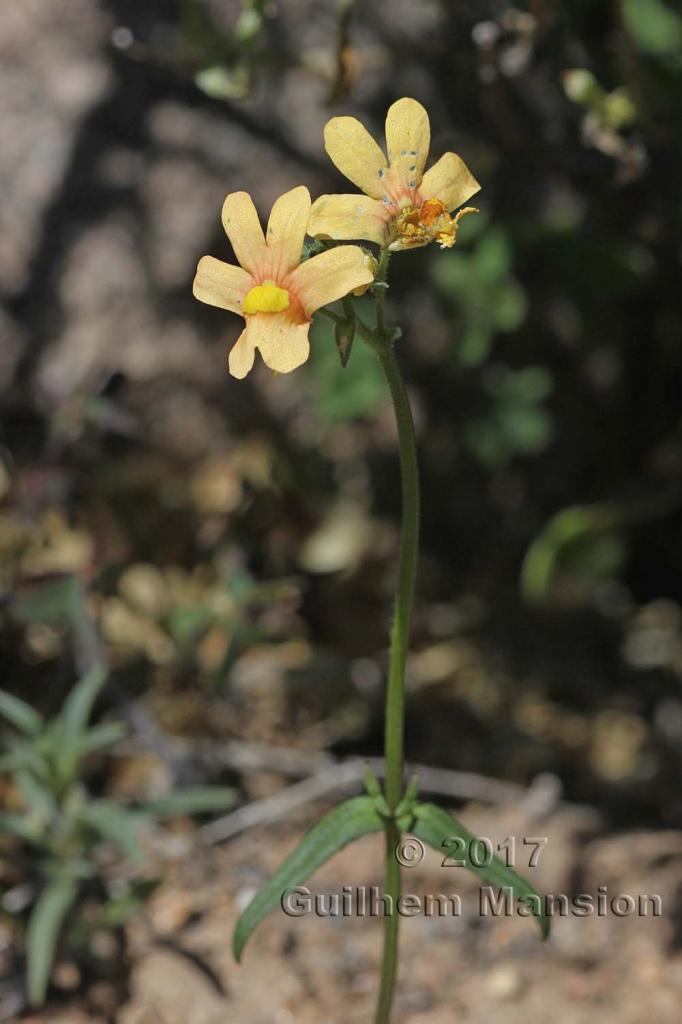 Nemesia anisocarpa