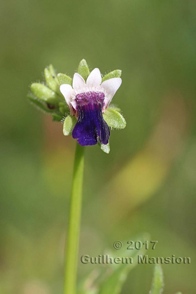 Nemesia barbata