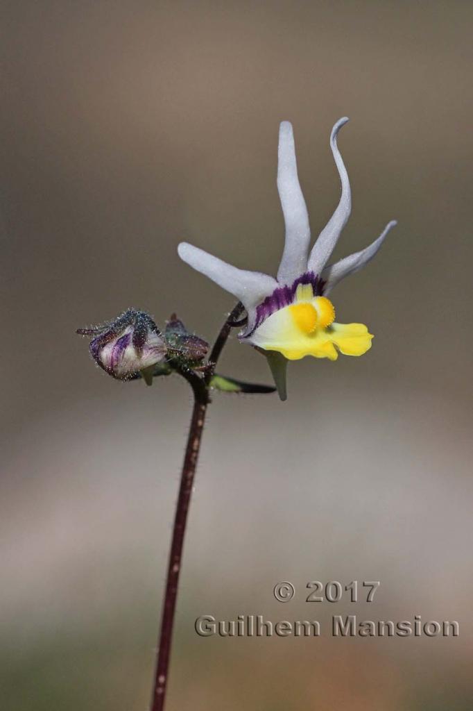 Nemesia cheiranthus