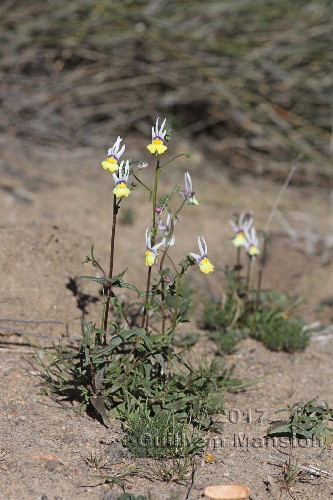 Nemesia cheiranthus