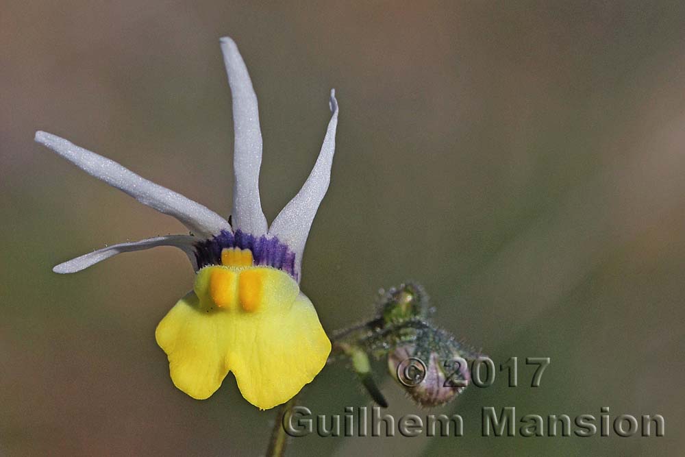 Nemesia cheiranthus