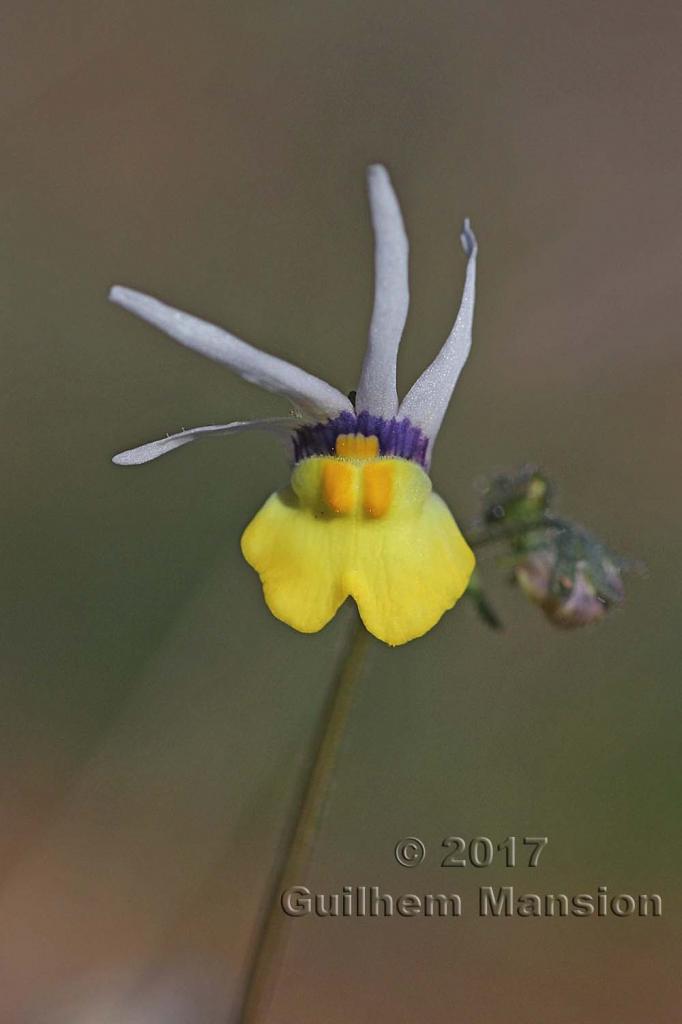 Nemesia cheiranthus