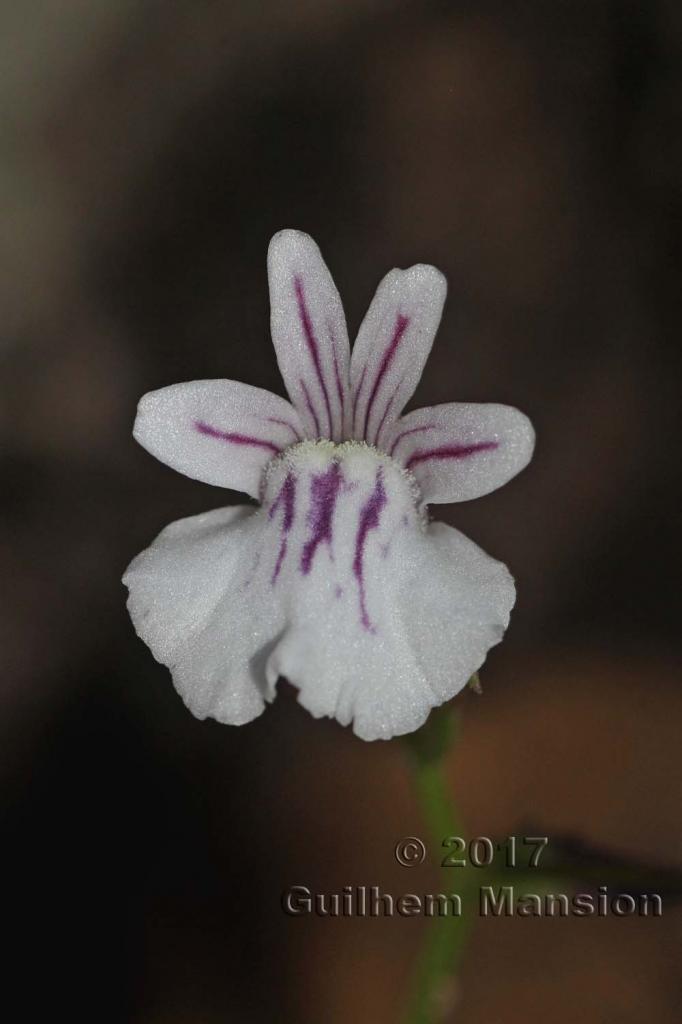 Nemesia diffusa