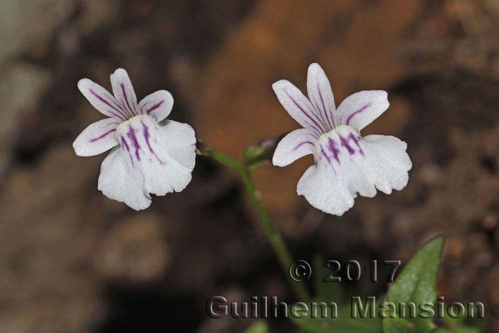 Nemesia diffusa