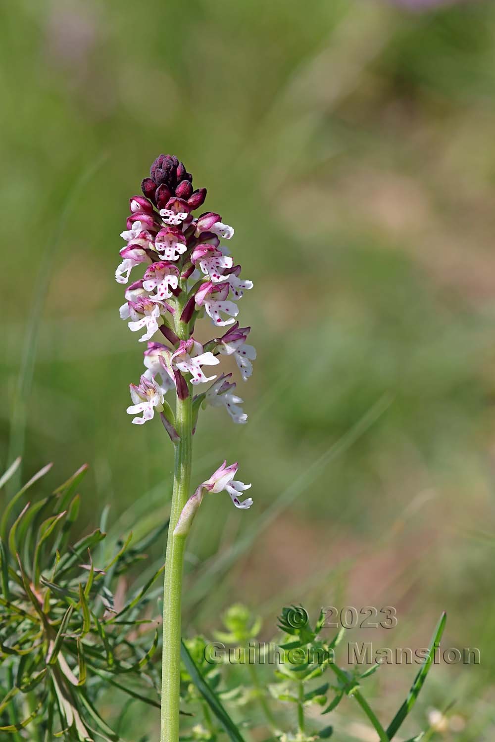 Neotinea ustulata