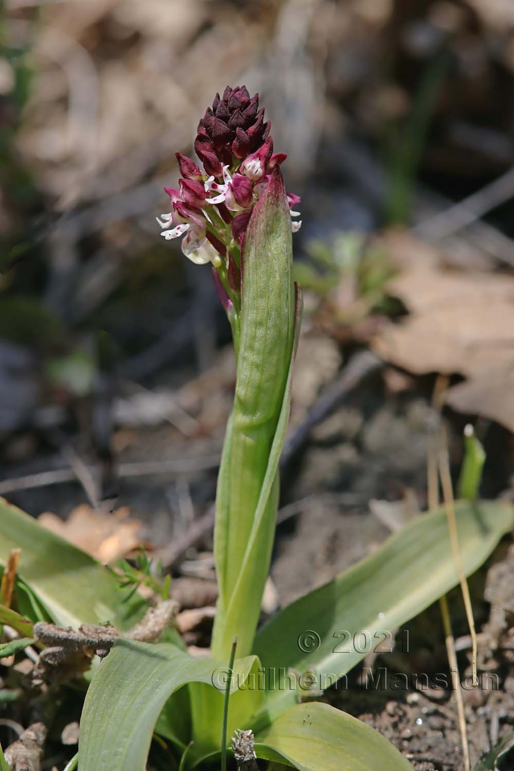 Neotinea ustulata