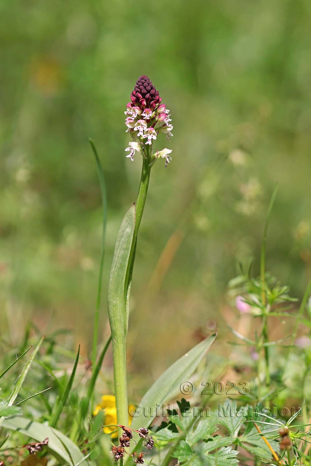 Neotinea ustulata