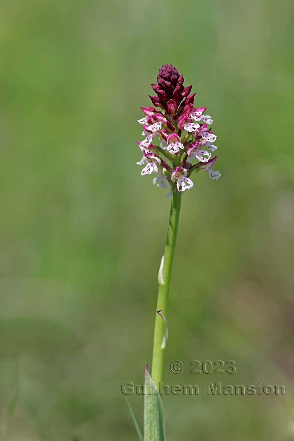 Neotinea ustulata