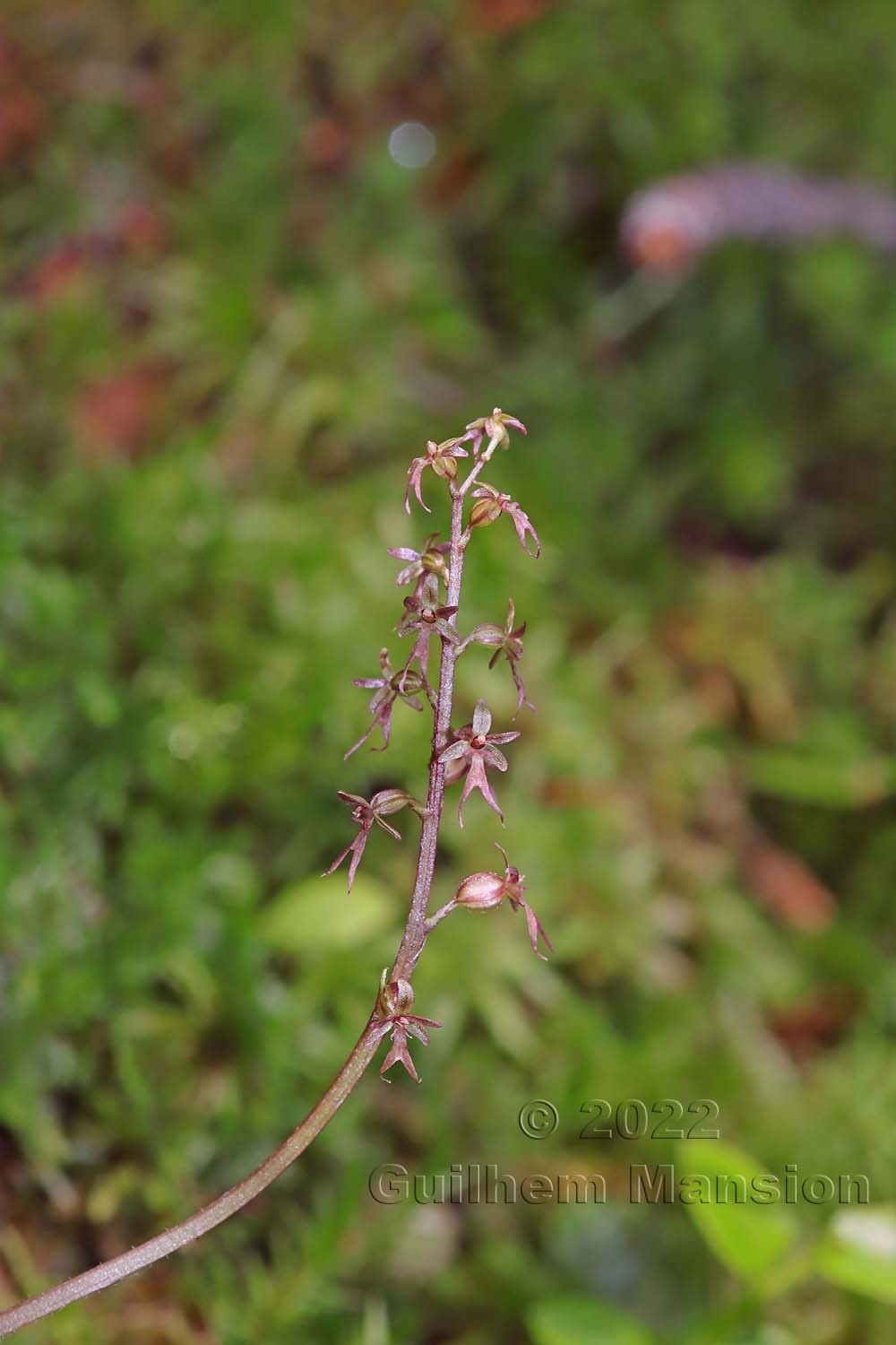 Neottia [Listera] cordata