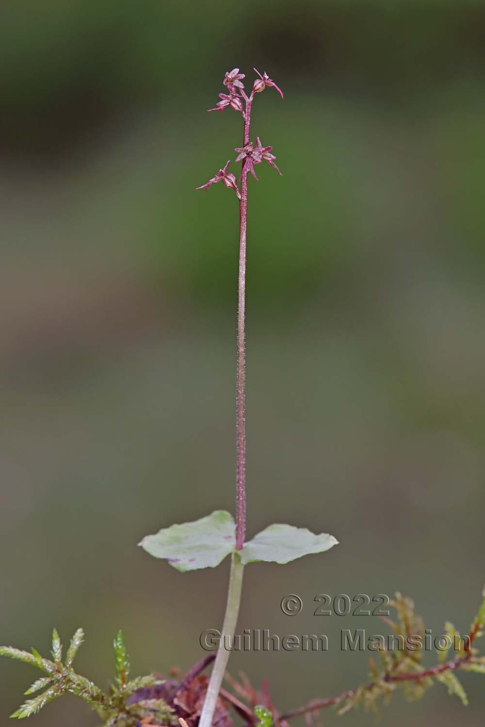 Neottia [Listera] cordata