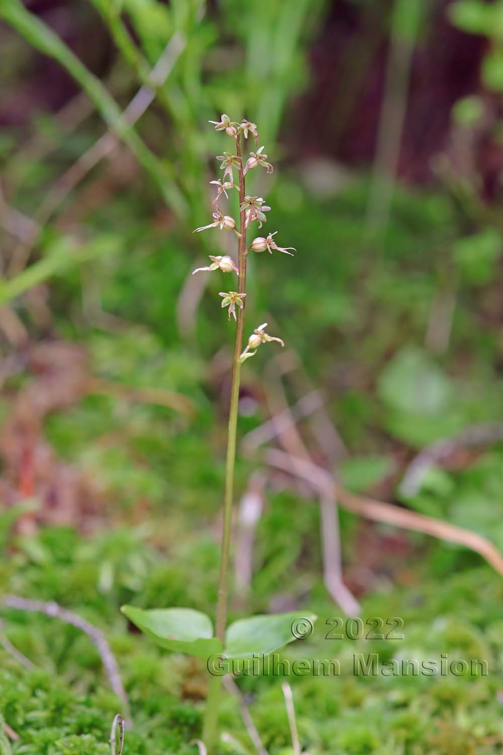 Neottia [Listera] cordata