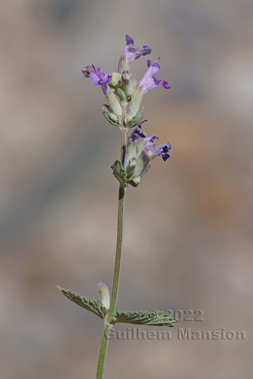 Nepeta x faassenii