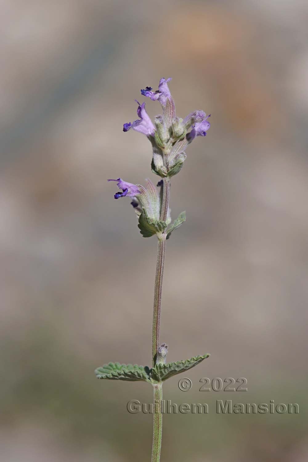 Nepeta x faassenii