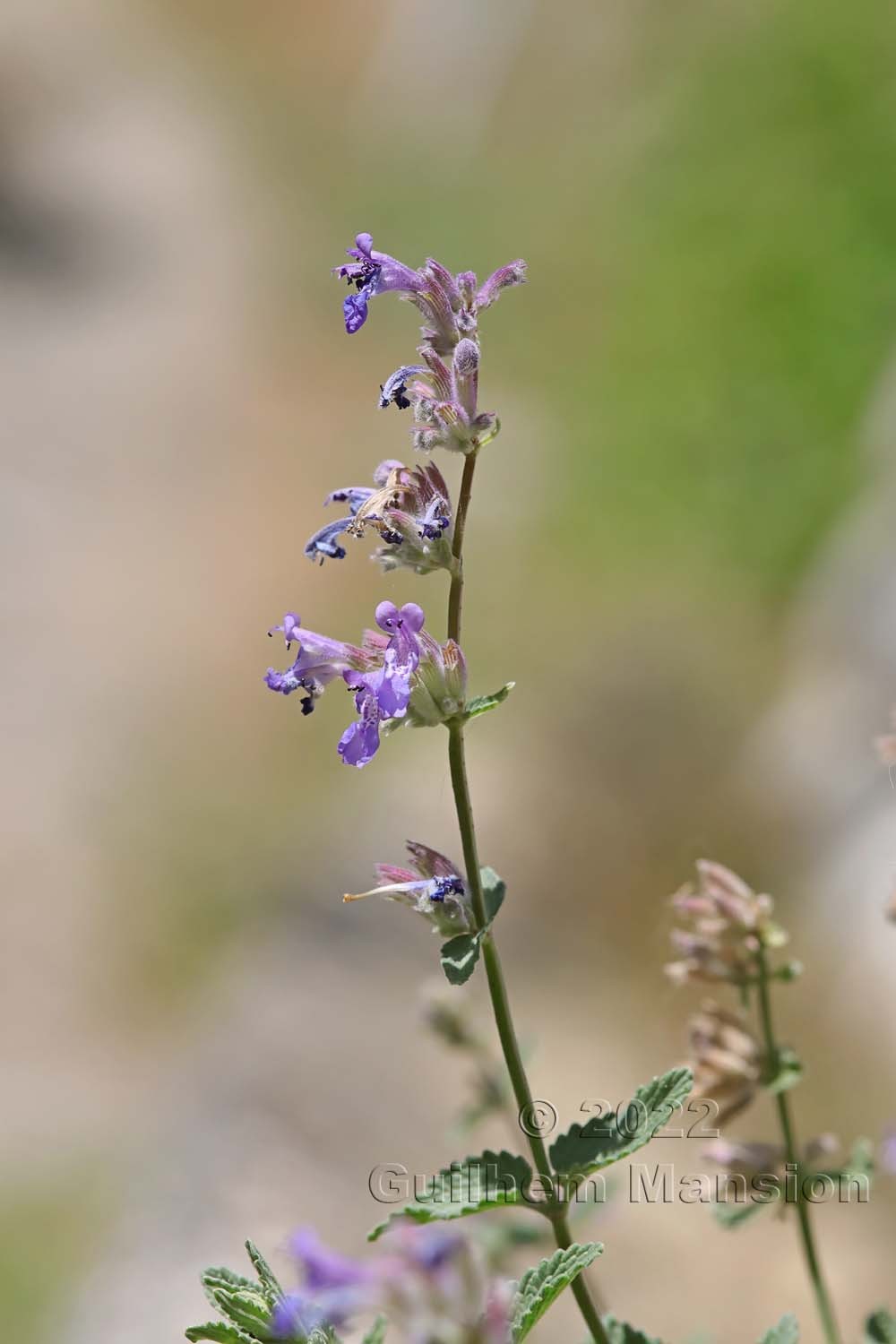 Nepeta x faassenii