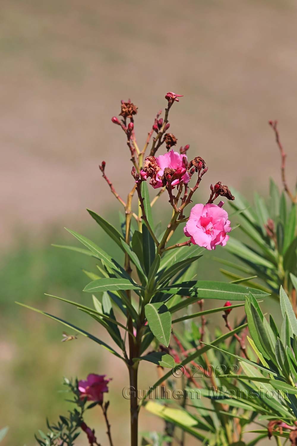 Nerium oleander